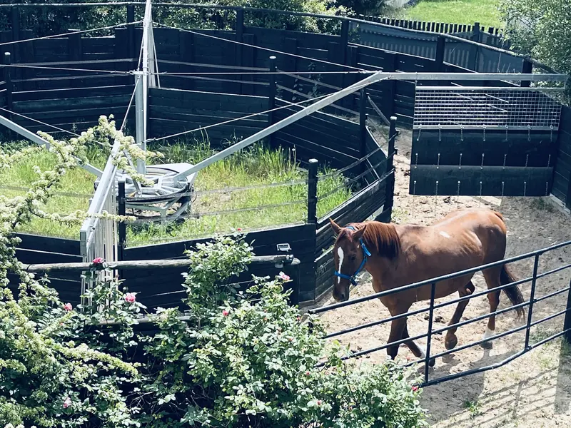 Marcheur circulaire à quatre places clôturé de bois noir, un cheval alezan y marchant sur le sol sablé.
