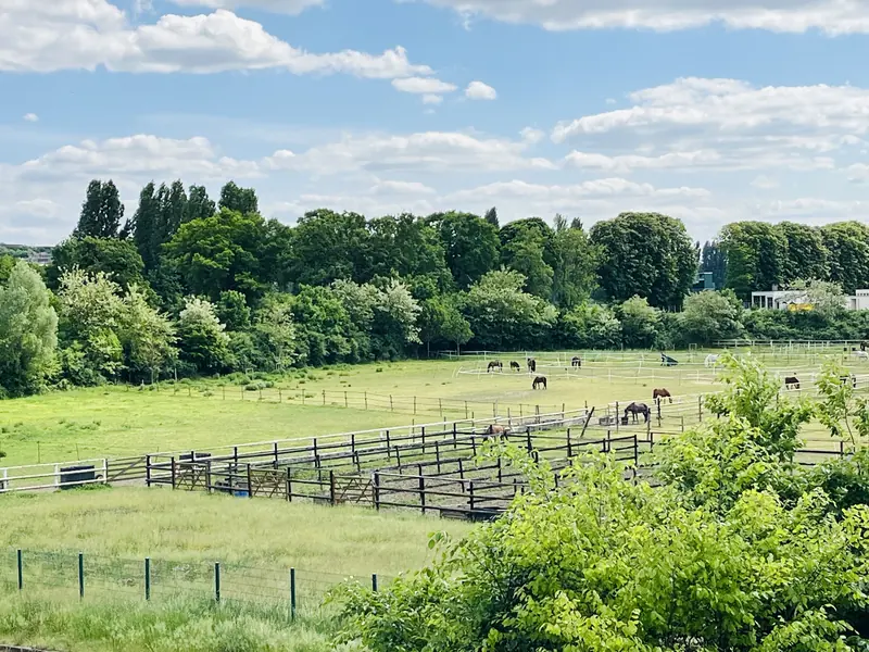 Ensemble de paddocks clôturés de barrières blanches et sombres, chevaux au pâturage, rideau d'arbres en fond.